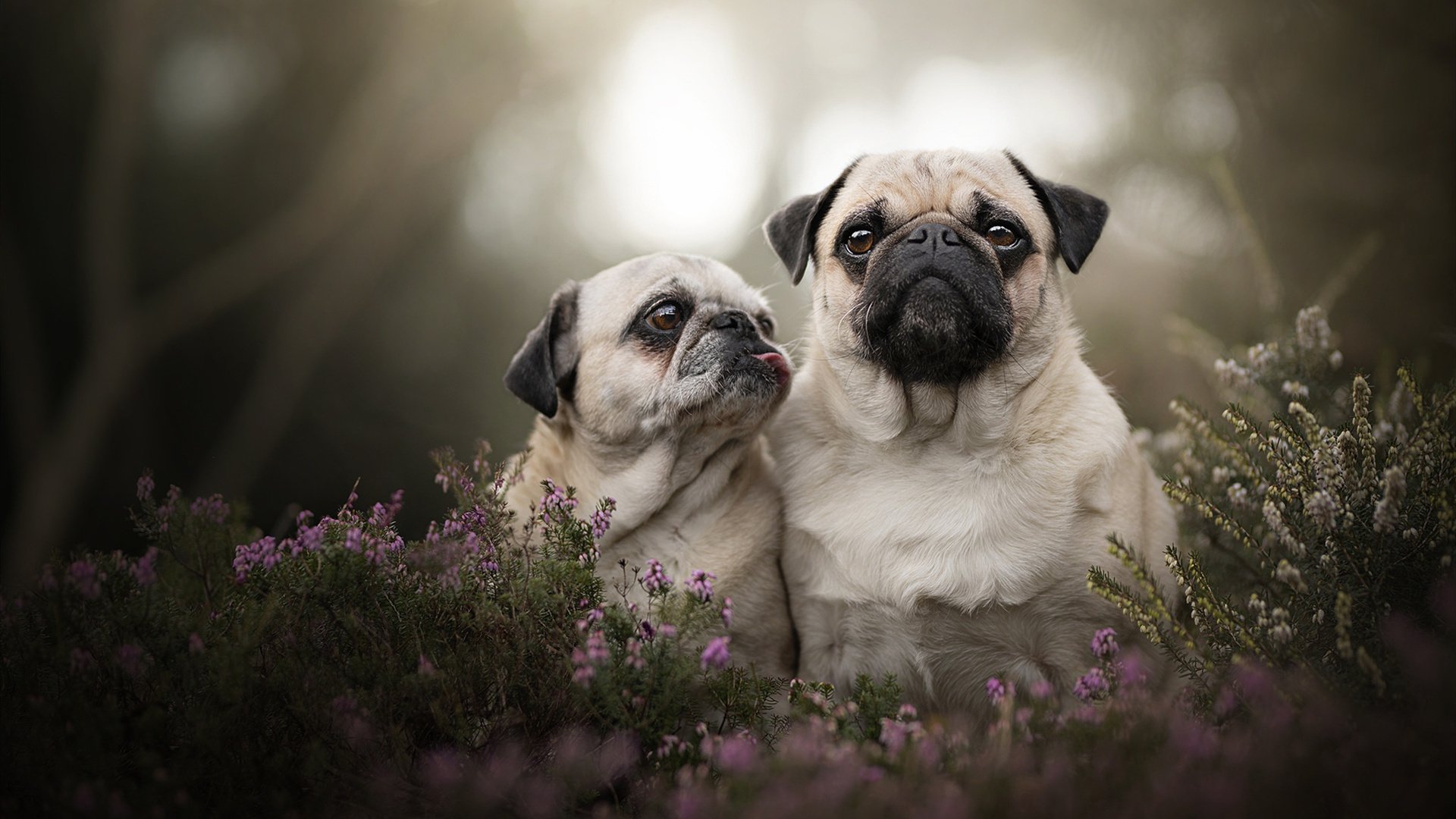雷火电竞入驻-破次元统治力，当德甲争冠之夜与恩比德的攻防哲学同频共振