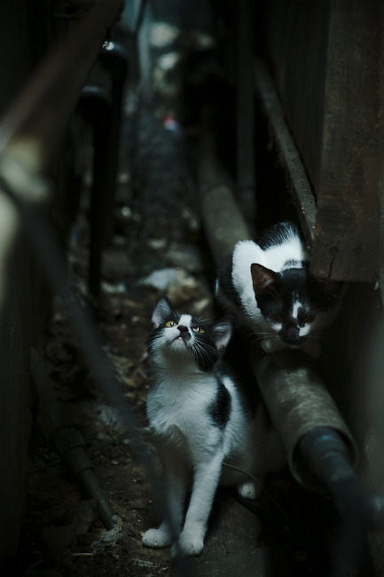 天使的最后一舞,2026世界杯迪马利亚扛起阿根廷的信念之战