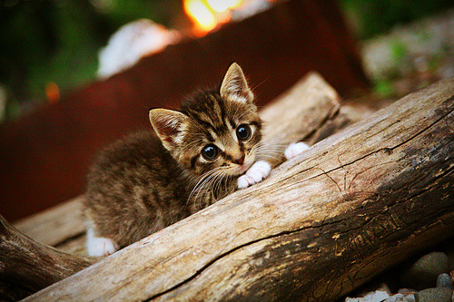 旧皇书新史,新王克弱旅,NBA版图下的双轨叙事