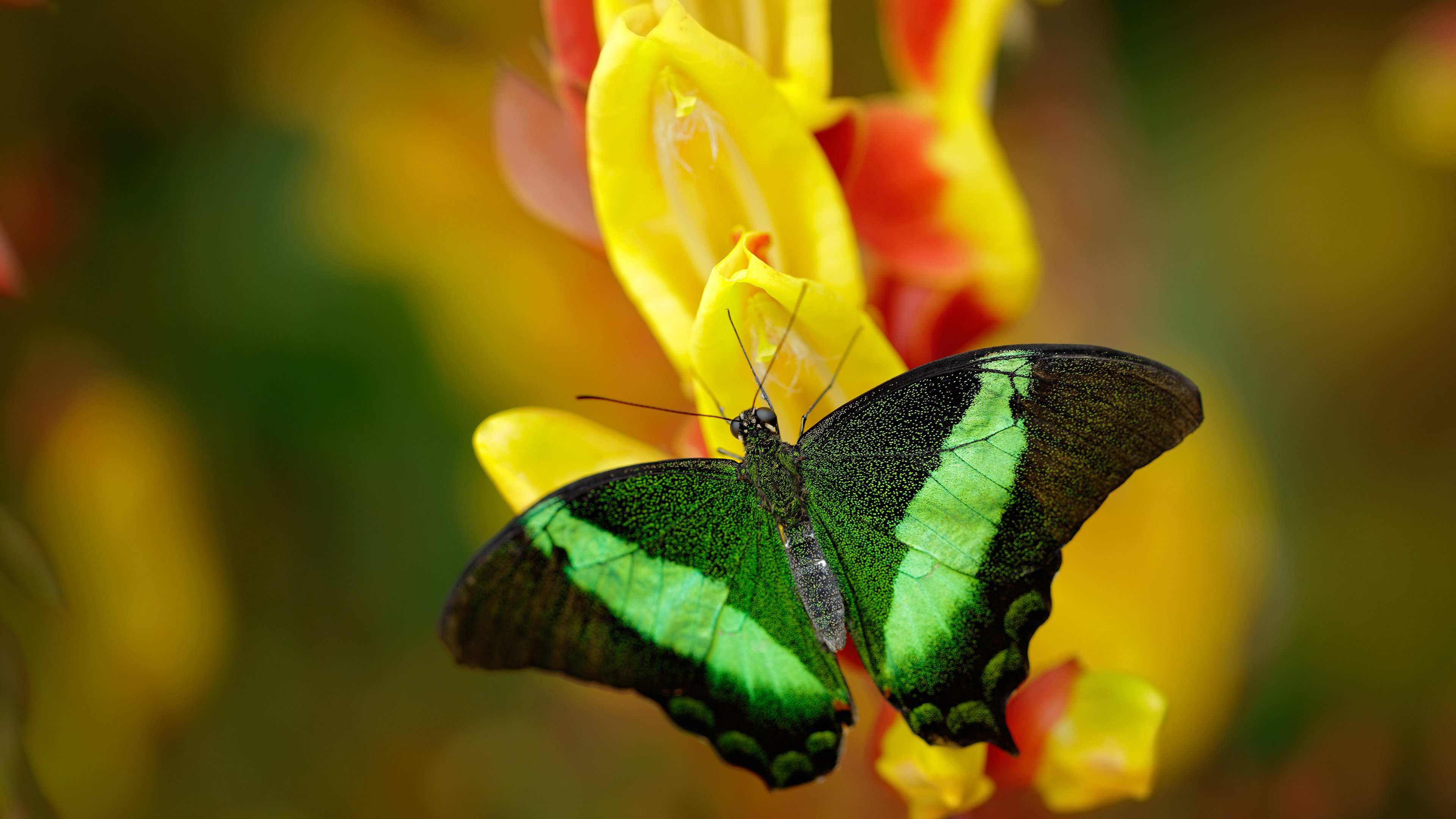 雷火电竞主播-当绿白军团撞上纪录粉碎机，本泽马用一场不可能的比赛完成数据核爆