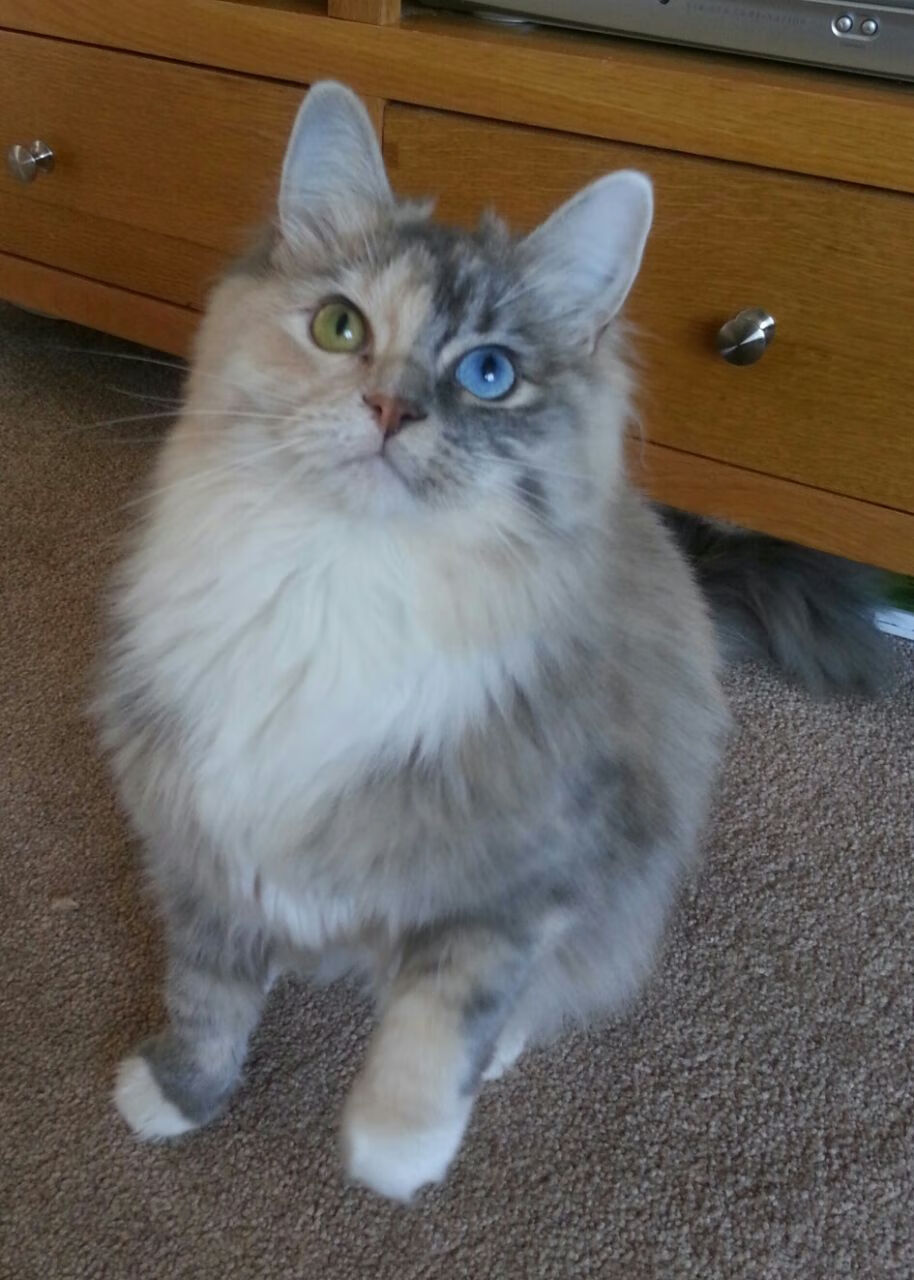 雷火电竞网址-法老诅咒降临伯纳乌，埃及连续得分压制银河战舰，努涅斯化身现代阿努比斯