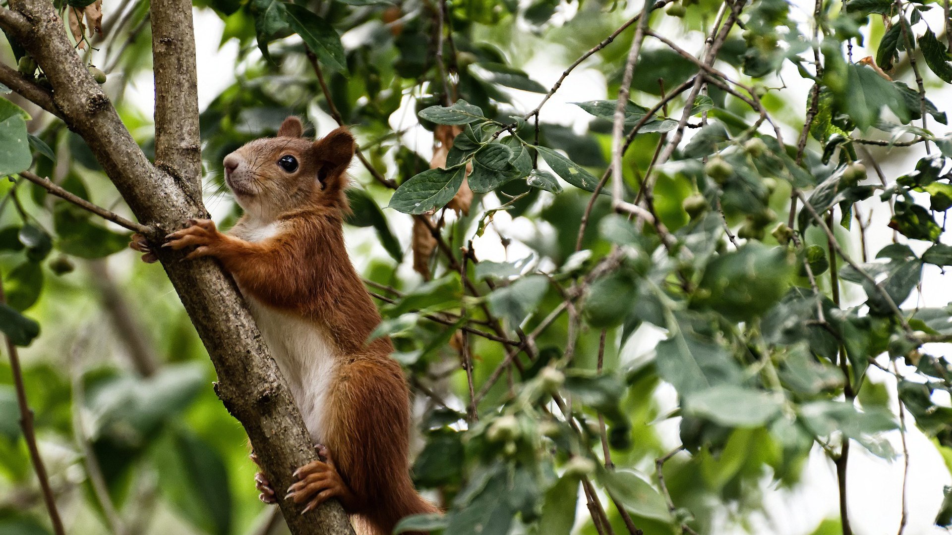 暗夜守护神，布雷默最后三秒的冠军级表演