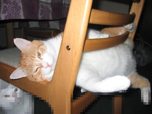 绿茵场上的交响诗,布鲁诺如何用双脚谱写无争议的完美之夜