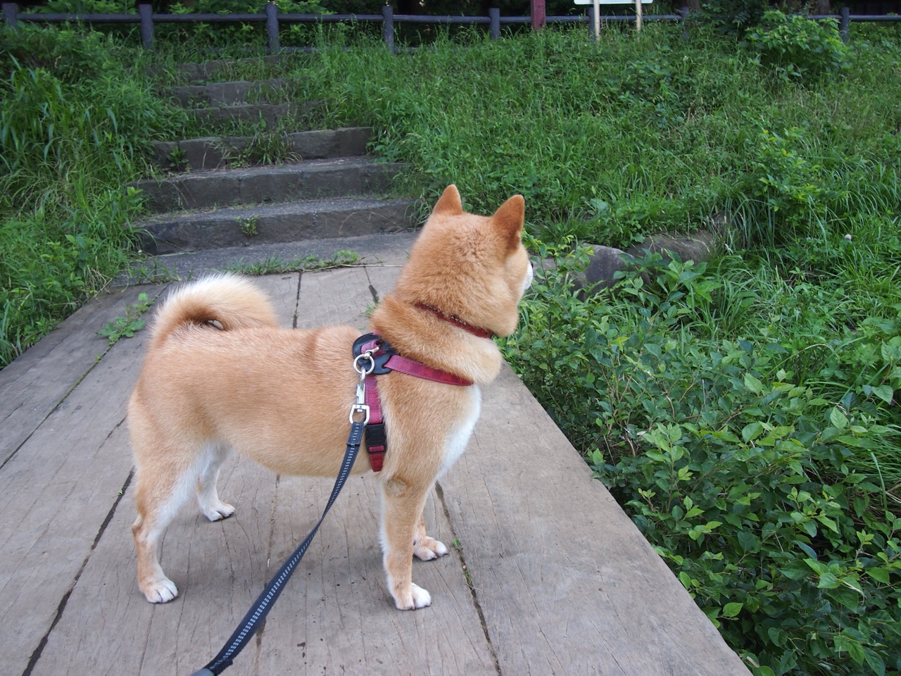 雷火电竞充值-东方的碾压，西方的掌控，体育世界里两种不同的统治力