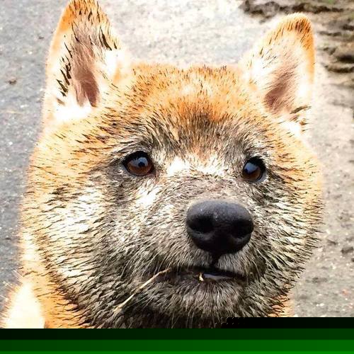 一将守城万军寒，皮克统治全场，阿森纳决胜局带走塞维利亚