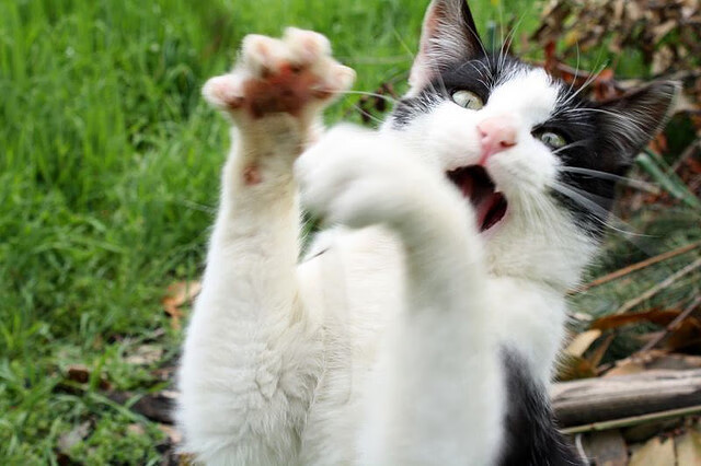 双城记，亚平宁的战术博弈与玫瑰城的英雄闪耀